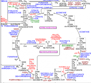 metabo_glucose