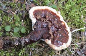 Ganoderma lucidum-1